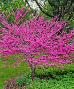 Redbuds paint by number