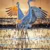 Sandhill Crane In Water paint by number
