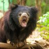 Sloth Bear Animal paint by number