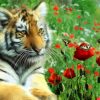 Tiger With Poppies Flowers paint by number