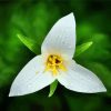 Trillium Flower And Water Drops paint by number