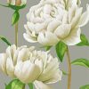 White Peonies Flowers paint by number