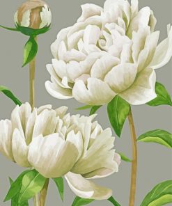 White Peonies Flowers paint by number