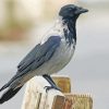 Wrona Hooded Crow paint by number