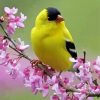 Yellow Finches Bird paint by number