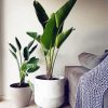 Aesthetic Minimalist Plants paint by number