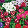 Beautiful Colorful Verbena Flowers paint by number