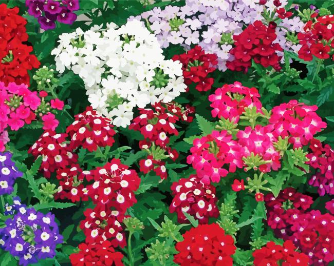 Beautiful Colorful Verbena Flowers paint by number