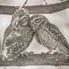 Black And White Owl Couple paint by number