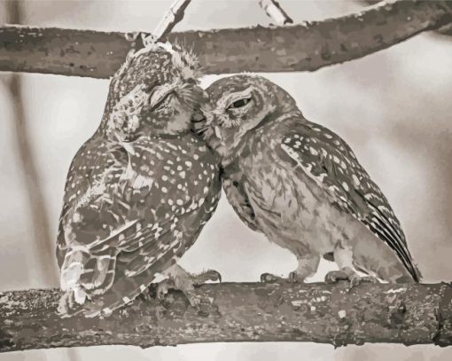 Black And White Owl Couple paint by number