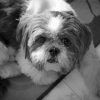 Black And White Shih Tzu Puppy paint by number