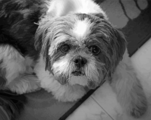 Black And White Shih Tzu Puppy paint by number
