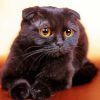Black Fold Ear Cat paint by number