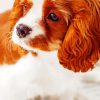 Cavalier king Charles Spaniel Puppy paint by number