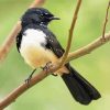 Cute Willy Wagtail Bird paint by number