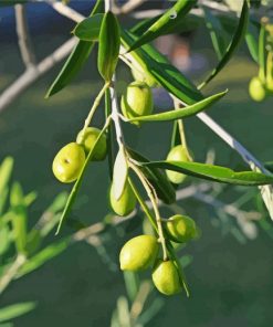 Green Olive Trees paint by number