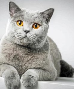 Grey White Cat paint by number