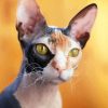 Hairless Cat Animal paint by number