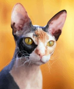 Hairless Cat Animal paint by number