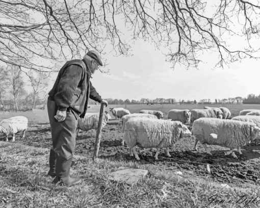 Old Sheep Farmer paint by number