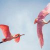 Pink Birds Flying paint by number