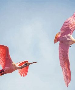 Pink Birds Flying paint by number
