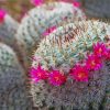 Pink Flowers Cactus paint by number