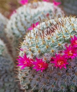 Pink Flowers Cactus paint by number