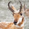 Pronghorn In Snow paint by number