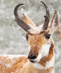 Pronghorn In Snow paint by number
