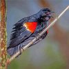 Red Winged Blackbird On Branch paint by number