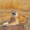 Smiling Lioness Animal paint by number