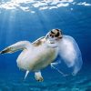 Turtle Holding Jellyfish With Its Mouth paint by number