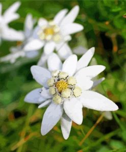 White Edelweiss paint by number