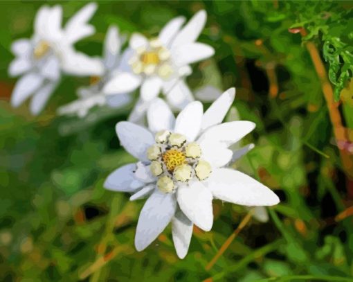 White Edelweiss paint by number