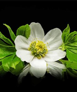 White Hellebore Flower paint by number