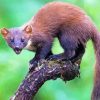 Wild Marten Animal paint by number
