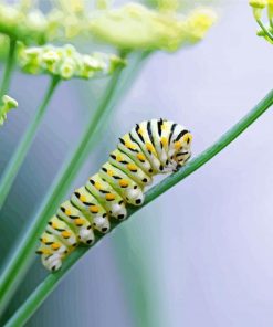 Worm On Fennel Flower paint by number