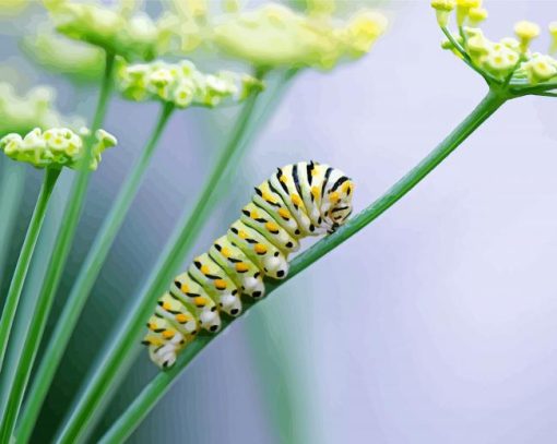 Worm On Fennel Flower paint by number