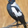 Australian Magpies Paint by number