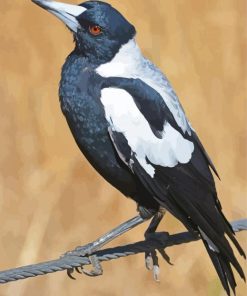Australian Magpies Paint by number