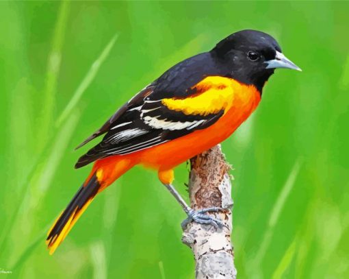 Baltimore Oriole On Stick paint by number