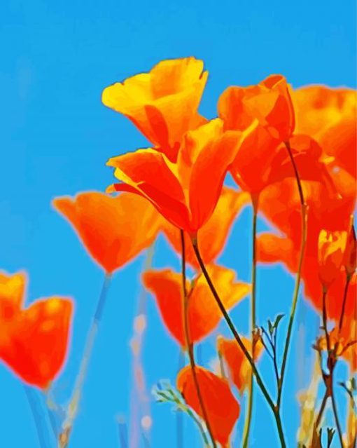 Beautiful California Poppy Flowers paint by number