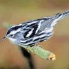 Black And White Warbler Bird paint by number