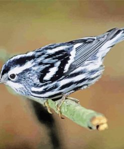 Black And White Warbler Bird paint by number