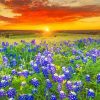 Blue Wildflowers Sunset paint by number