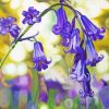 Bluebells Art paint by number