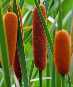 Cattail Flowering Plant paint by number