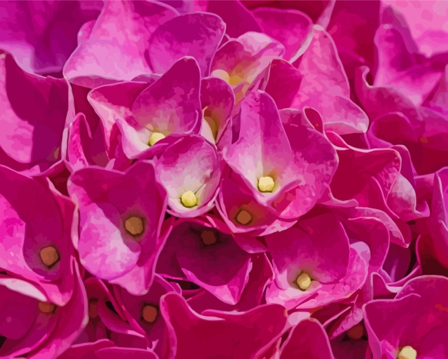 Close Up Pink Hydrangeas paint by number