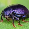 Close Up Purple Beetle paint by number